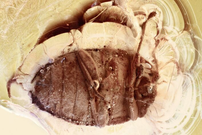 Detailed Fossil Marsh Beetle (Scirtidae) in Baltic Amber #346596